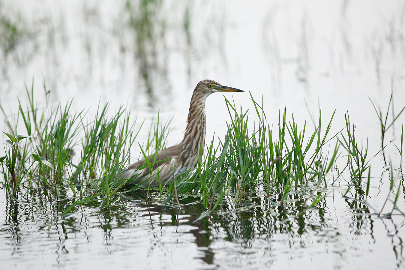 Pond Heron 01