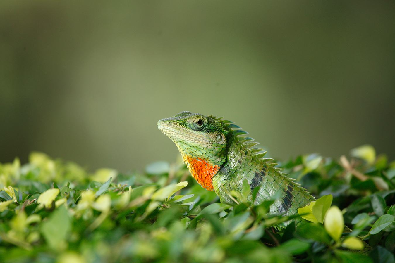 Oriental Garden Lizard