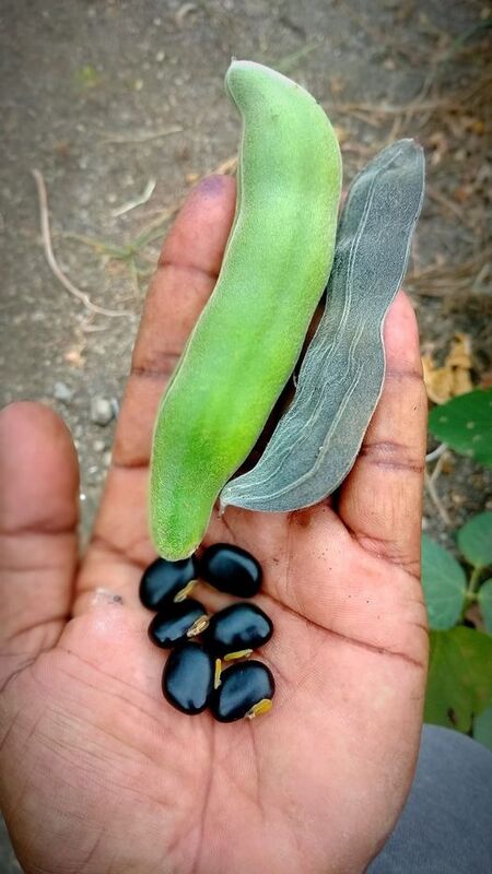 POONAIKALI (பூனைக்காலி)