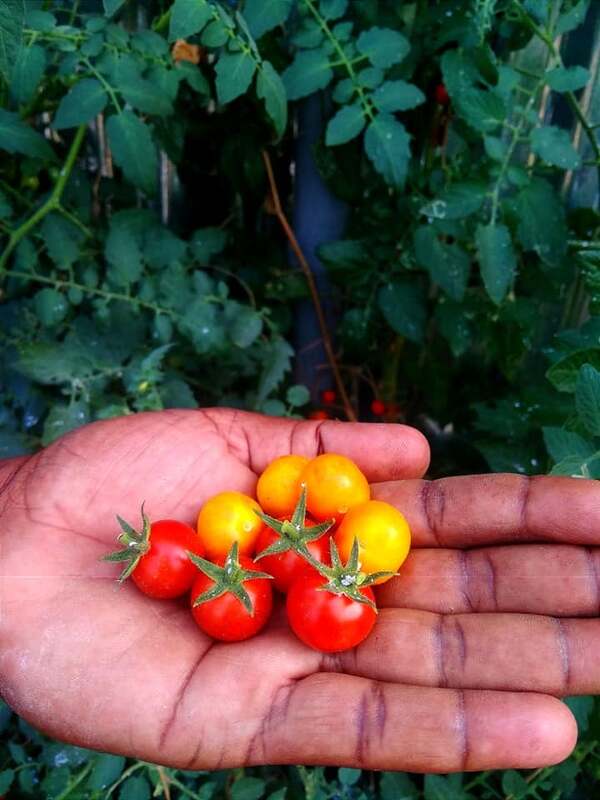 RED CHERRY TOMOTTO - SMALL (சிகப்பு செர்ரி தக்காளி - small)