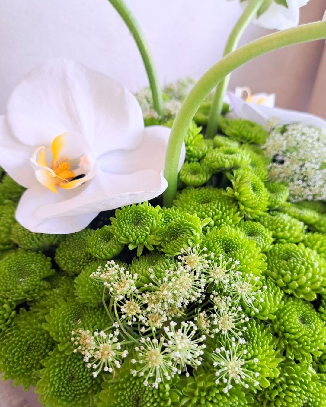 Fresh Petals