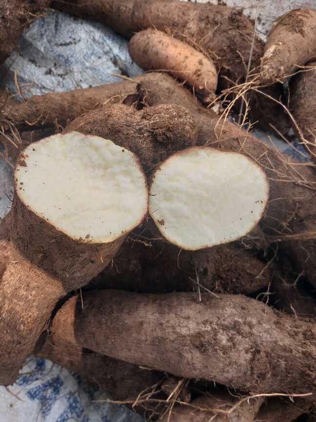 Veththala Valli Medium