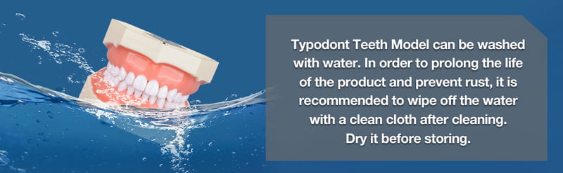 Ultrassist Typodont Ultrassist Typodont