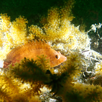 Two Boat Dives - Fujairah Two Boat Dives - Fujairah