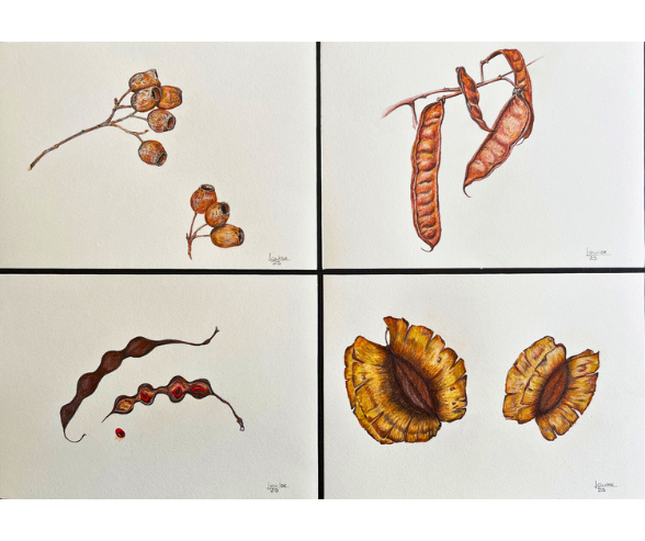 SEEDPODS by Louise
