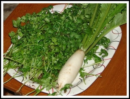WHITE RADDISH