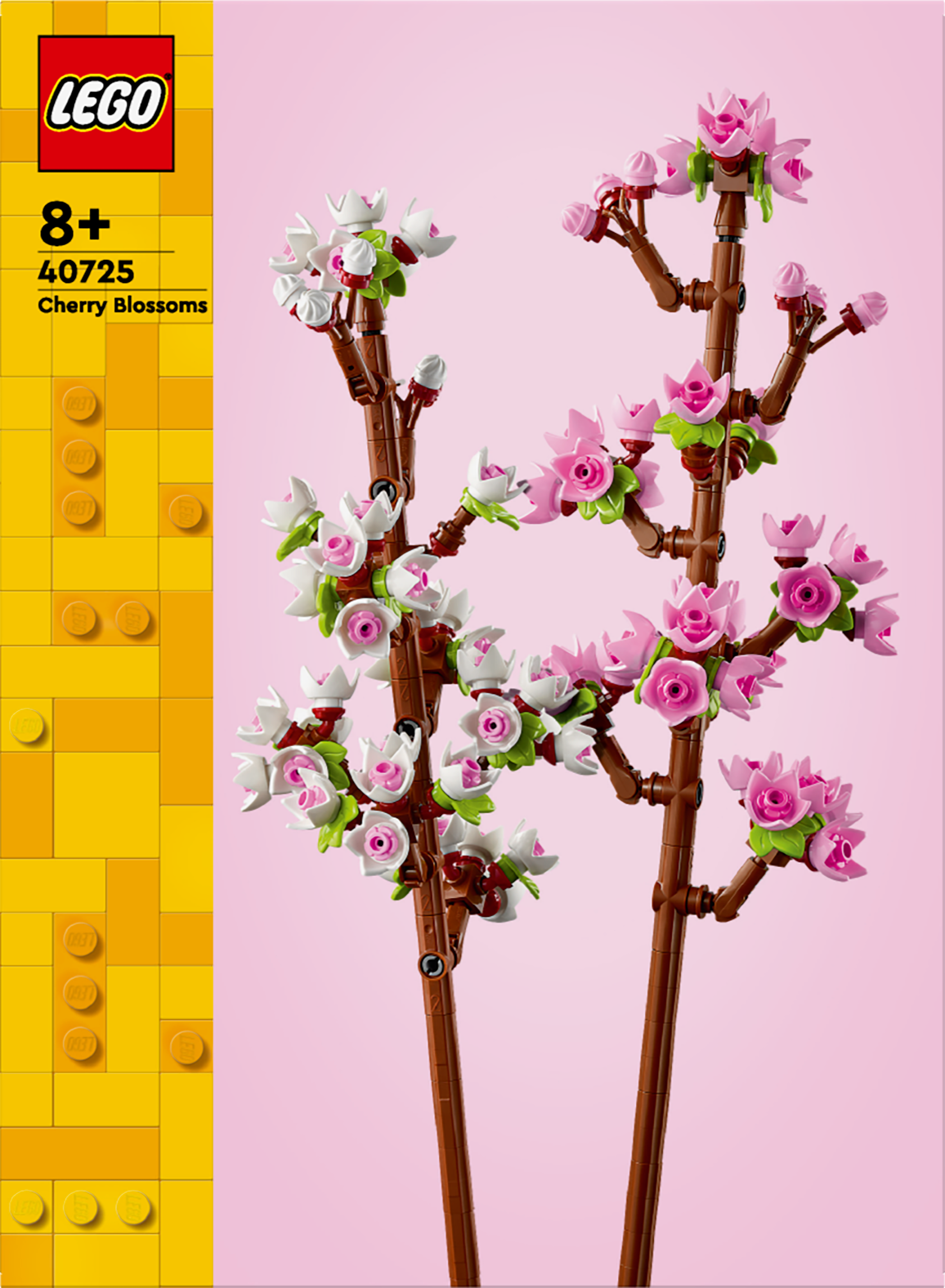 Cherry Blossoms
