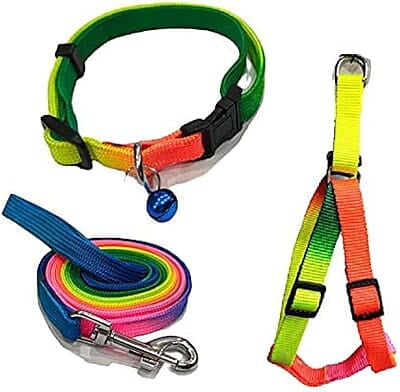 Colourful Leash and medium harness