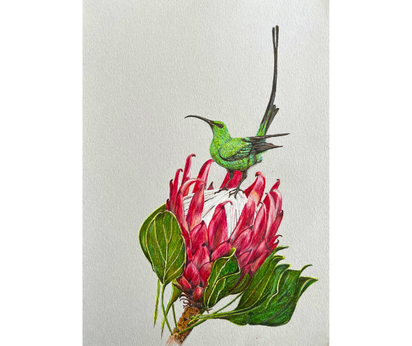 SUNBIRD AND PROTEA by Louise