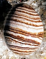 Aragonite eggs (range approximately 45-55mm)