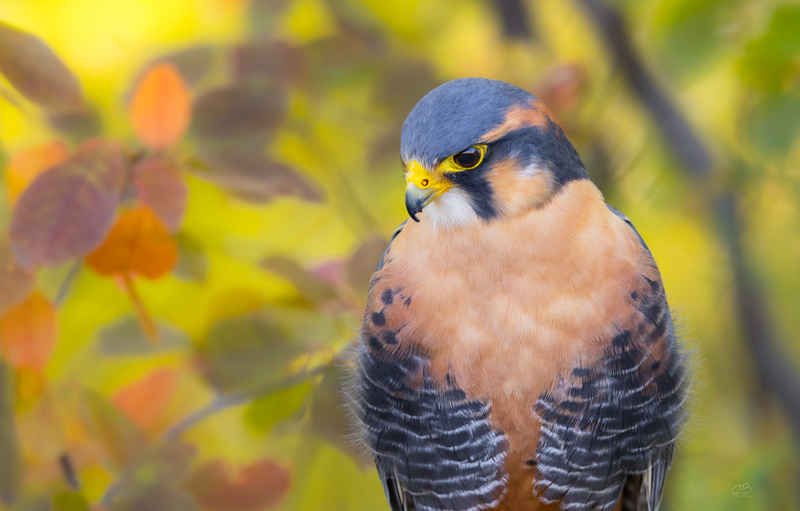 Aplomado Falcon