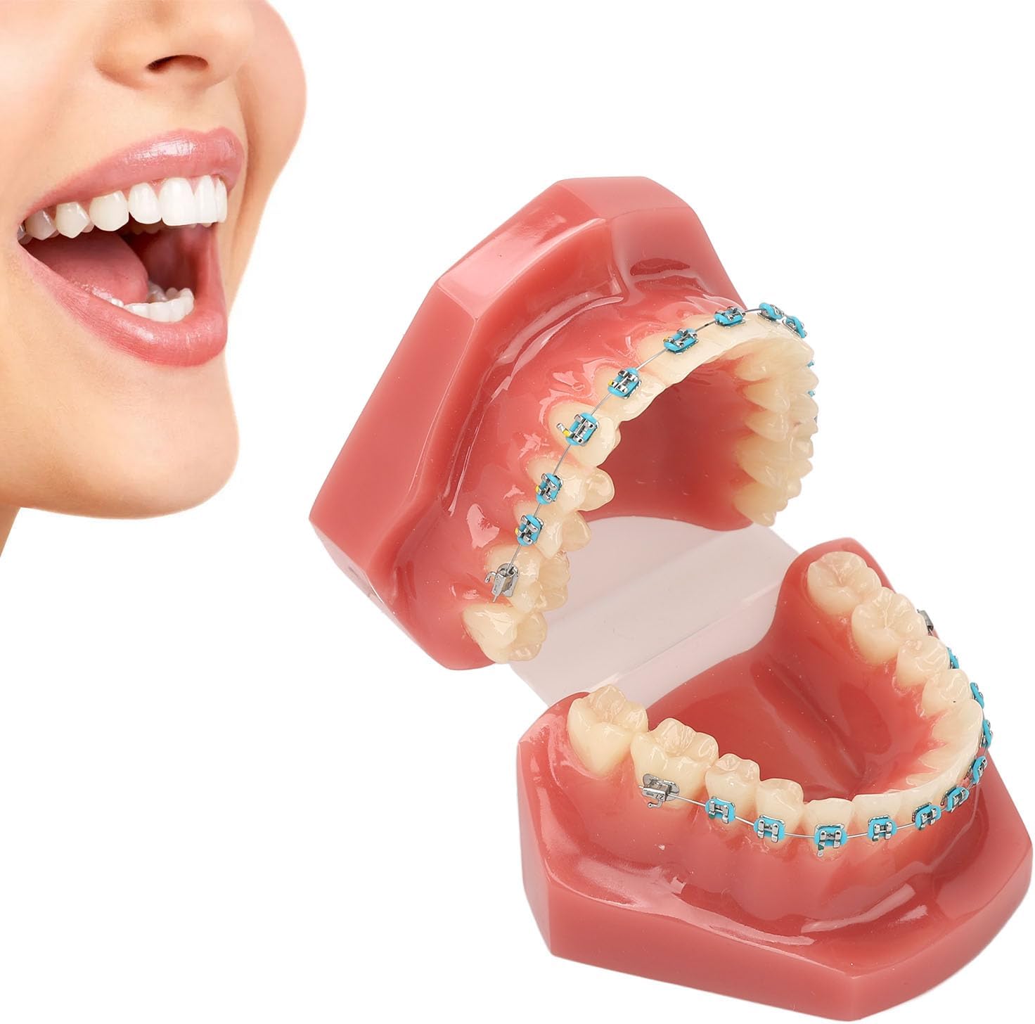 Modelo de Dientes de Ortodoncia de Tipodonto (28 Piezas de Dientes)-Dentición Modelo de Dientes de Ortodoncia de Tipodonto (28 Piezas de Dientes)-Dentición