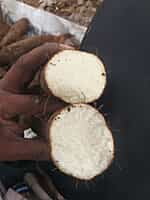 Veththala Valli  Medium