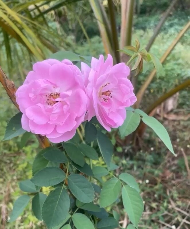 Paneer Rose Petal Powder 10g