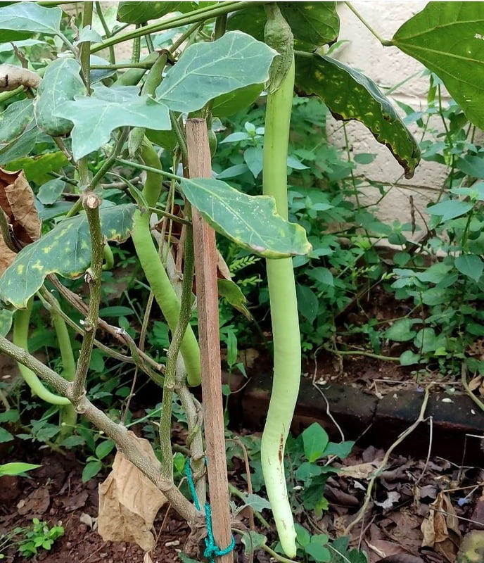 Snake Brinjal