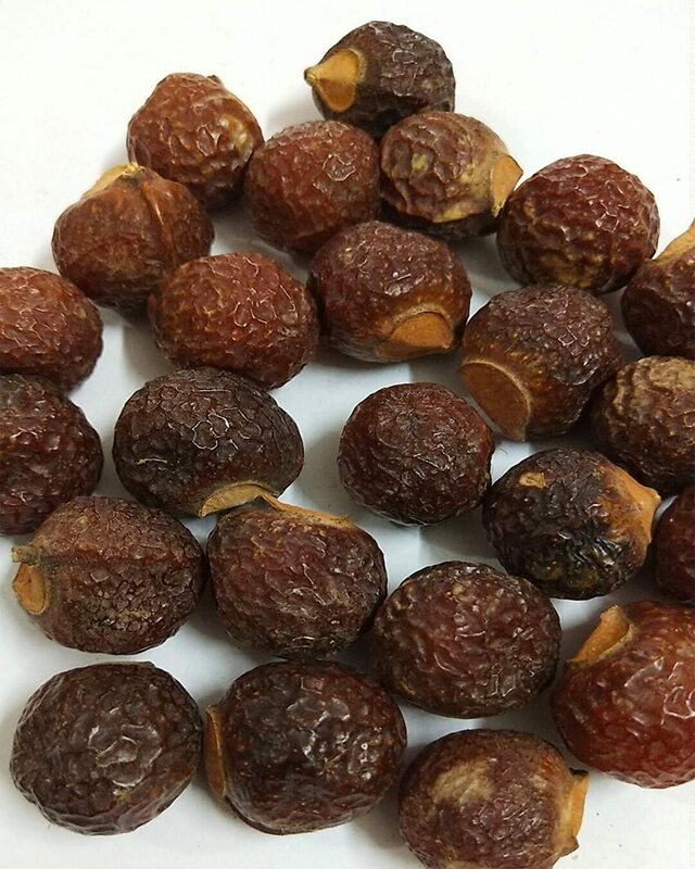 Poonthi Kottai | Soap Nut Tree (பூந்தி கொட்டை)