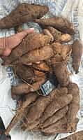 Veththala Valli  Medium
