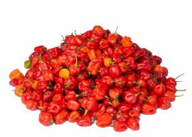 AgriBloom Habanero-Red