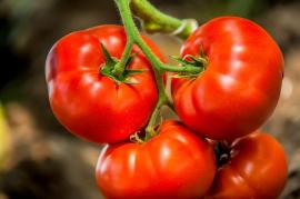 AgriBloom Tomato