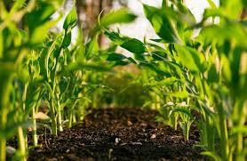 Gran Oportunidad de Inversión! Terreno Agrícola y Ganadero en Jiquilisco, Usulután