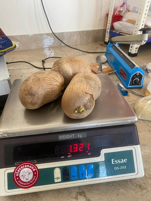Air potato கொடி உருளை விதை கிழங்கு