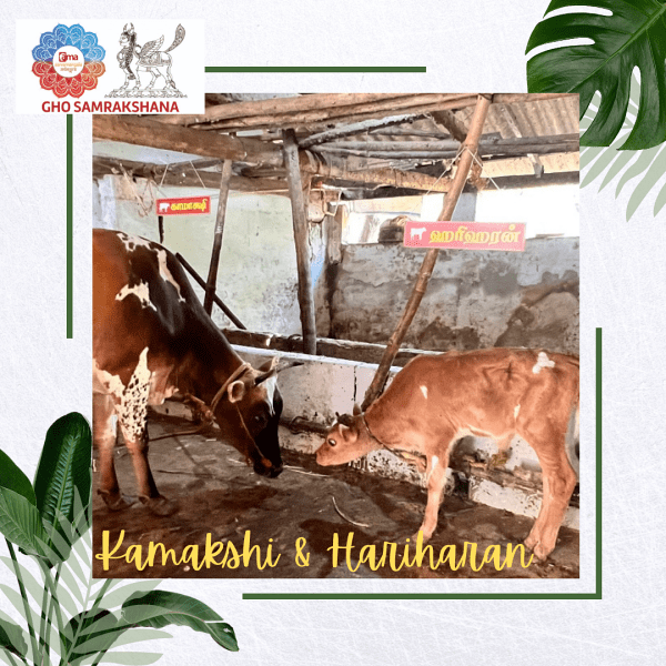 Gho Samrakshana ( Food & Maintenance ) - KAMAKSHI & HARIHARAN Gho Samrakshana ( Food & Maintenance ) - KAMAKSHI & HARIHARAN