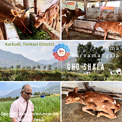 Feed for Gho ( Cow ) - KAMAKSHI & HARIHARAN Feed for Gho ( Cow ) - KAMAKSHI & HARIHARAN