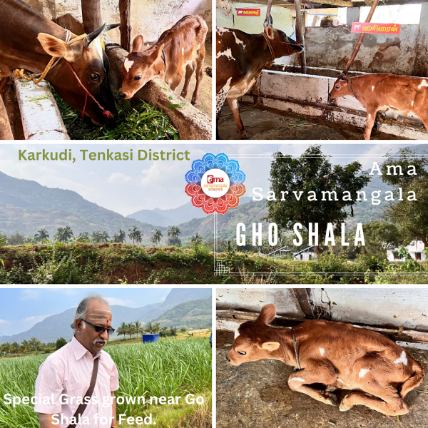 Feed for Gho ( Cow ) - KAMAKSHI & HARIHARAN Feed for Gho ( Cow ) - KAMAKSHI & HARIHARAN