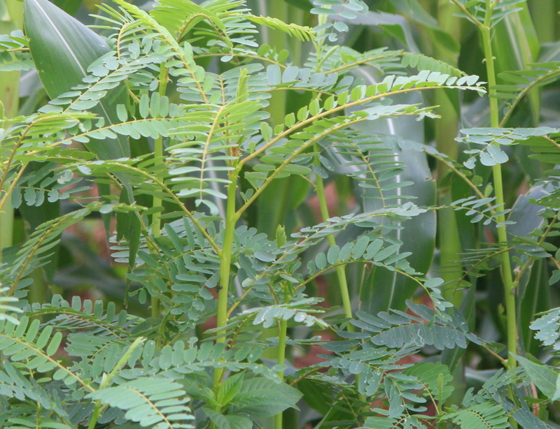 AGATHI KEERAI ( HUMMING BIRD TREE SEEDS )