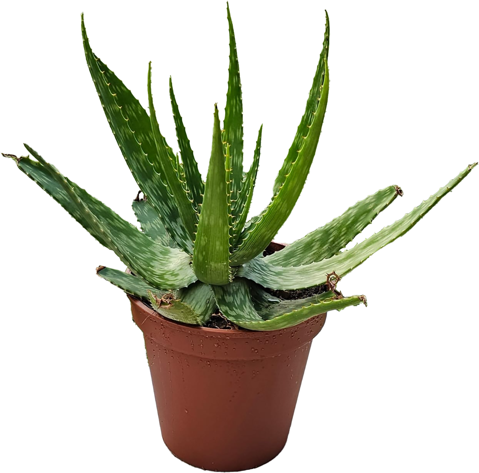 Aloe Vera Terra30cm