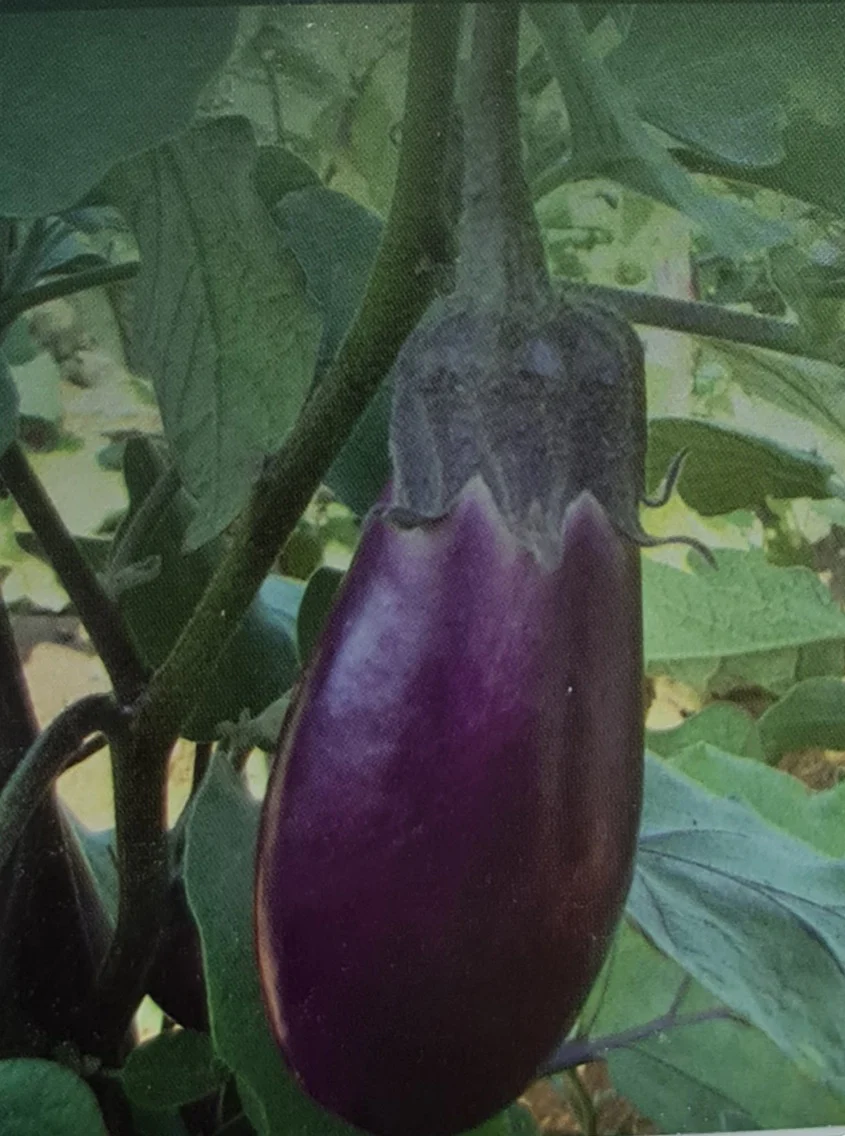Annamalai Brinjal | அண்ணாமலை கத்தரி