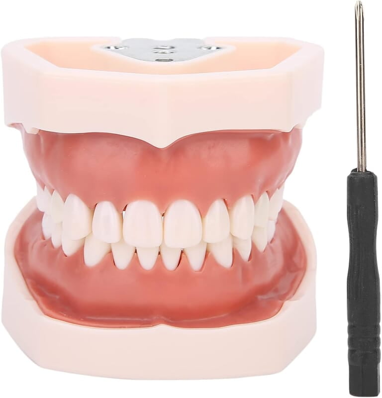 Modelo de Dientes estándar Desmontable Modelo de Dientes estándar Desmontable