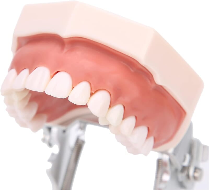 Modelo de Dientes estándar Desmontable Modelo de Dientes estándar Desmontable