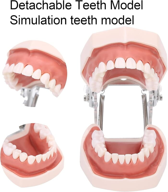 Modelo de Dientes estándar Desmontable Modelo de Dientes estándar Desmontable