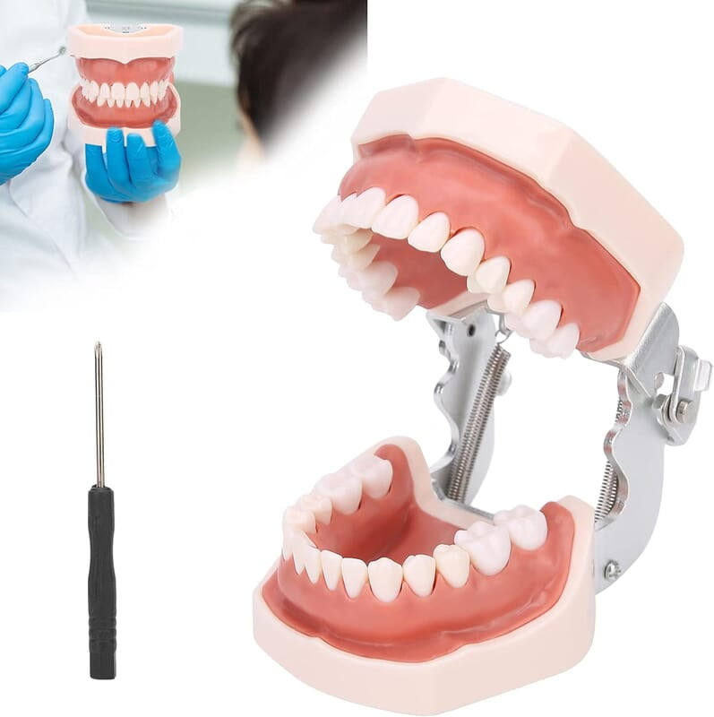 Modelo de Dientes estándar Desmontable Modelo de Dientes estándar Desmontable