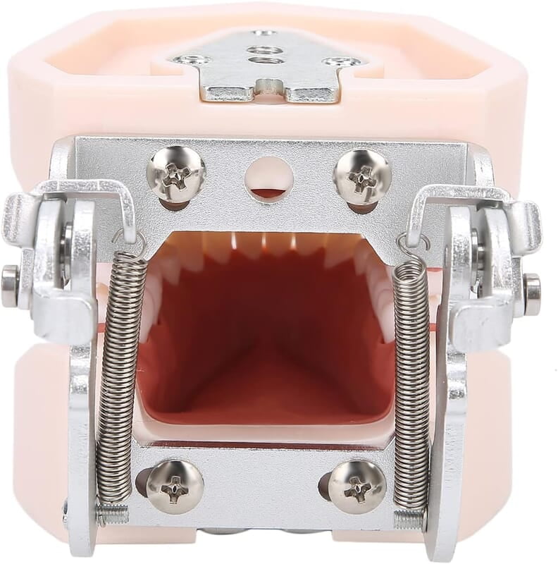 Modelo de Dientes estándar Desmontable Modelo de Dientes estándar Desmontable