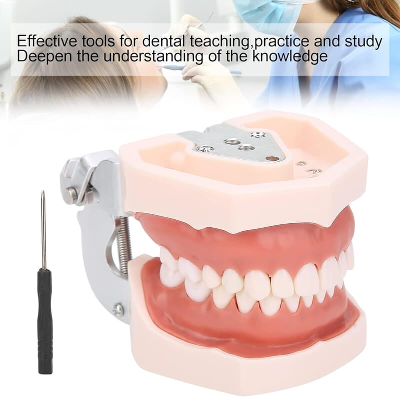 Modelo de Dientes estándar Desmontable Modelo de Dientes estándar Desmontable