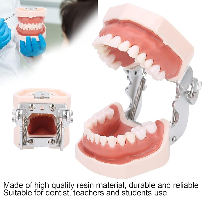 Modelo de Dientes estándar Desmontable Modelo de Dientes estándar Desmontable