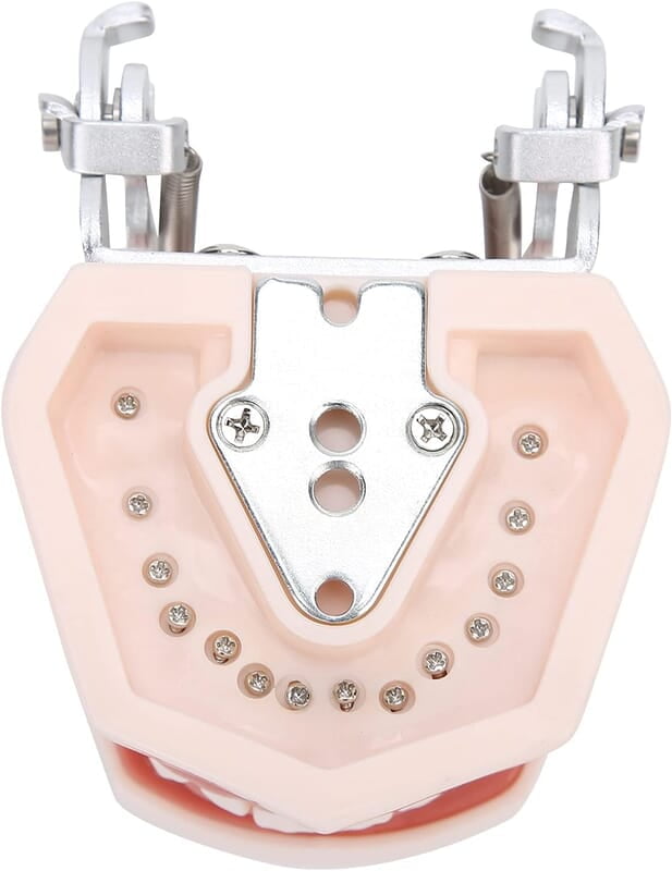 Modelo de Dientes estándar Desmontable Modelo de Dientes estándar Desmontable
