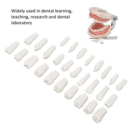 28 Piezas de Dientes Extraíbles 28 Piezas de Dientes Extraíbles