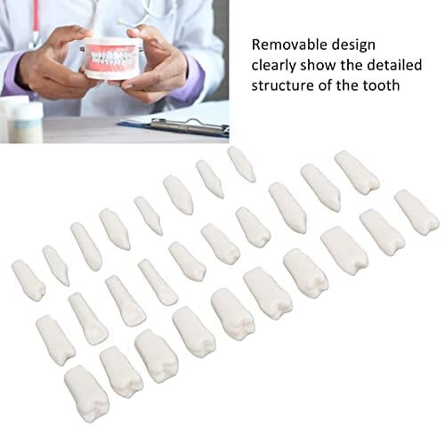 28 Piezas de Dientes Extraíbles 28 Piezas de Dientes Extraíbles