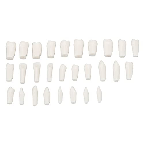 28 Piezas de Dientes Extraíbles 28 Piezas de Dientes Extraíbles