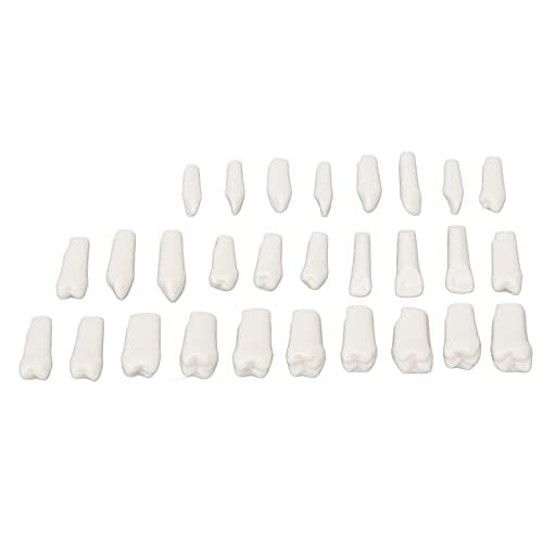 28 Piezas de Dientes Extraíbles 28 Piezas de Dientes Extraíbles