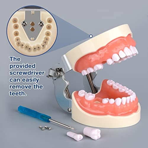 Ultrassist Typodont - Modelo de dientes con 32 dientes desmontables Ultrassist Typodont - Modelo de dientes con 32 dientes desmontables