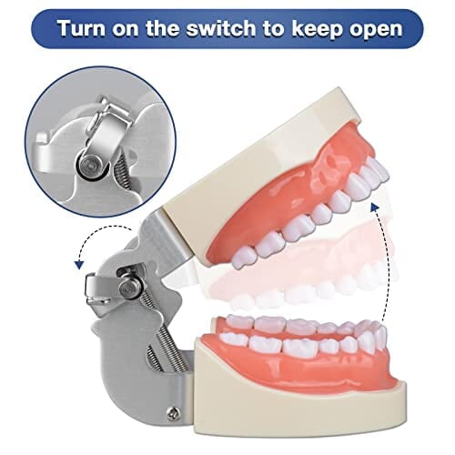 Ultrassist Typodont - Modelo de dientes con 32 dientes desmontables Ultrassist Typodont - Modelo de dientes con 32 dientes desmontables