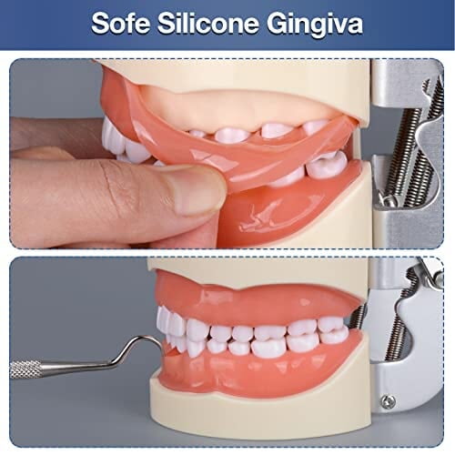 Ultrassist Typodont - Modelo de dientes con 32 dientes desmontables Ultrassist Typodont - Modelo de dientes con 32 dientes desmontables