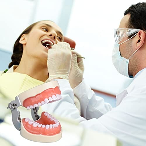 Ultrassist Typodont - Modelo de dientes con 32 dientes desmontables Ultrassist Typodont - Modelo de dientes con 32 dientes desmontables