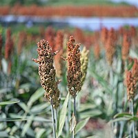 Barnyard Millet