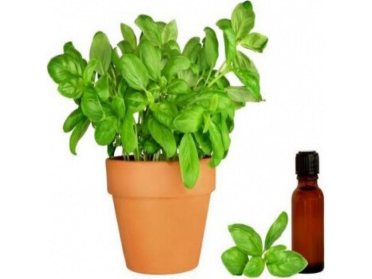 Basil Oil