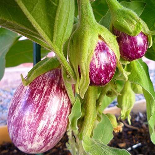 Pink Striped Brinjal | பிங்க் வரி கத்தரி